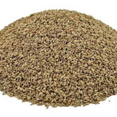 અજમા (AJMA)